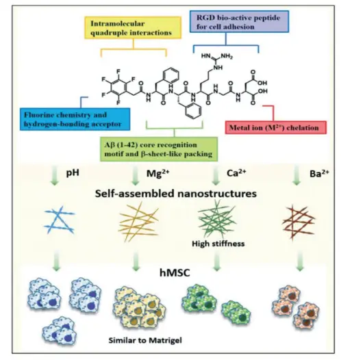静电纺丝机：带有生物活性 PFB 端帽的五肽自组装形成了具有不同交联密度的超分子纳米结构，并在三维水凝胶培养物中形成了依赖于基质的 hMSCs 多细胞组装。[16]版权归英国皇家化学会所有，2022 年。