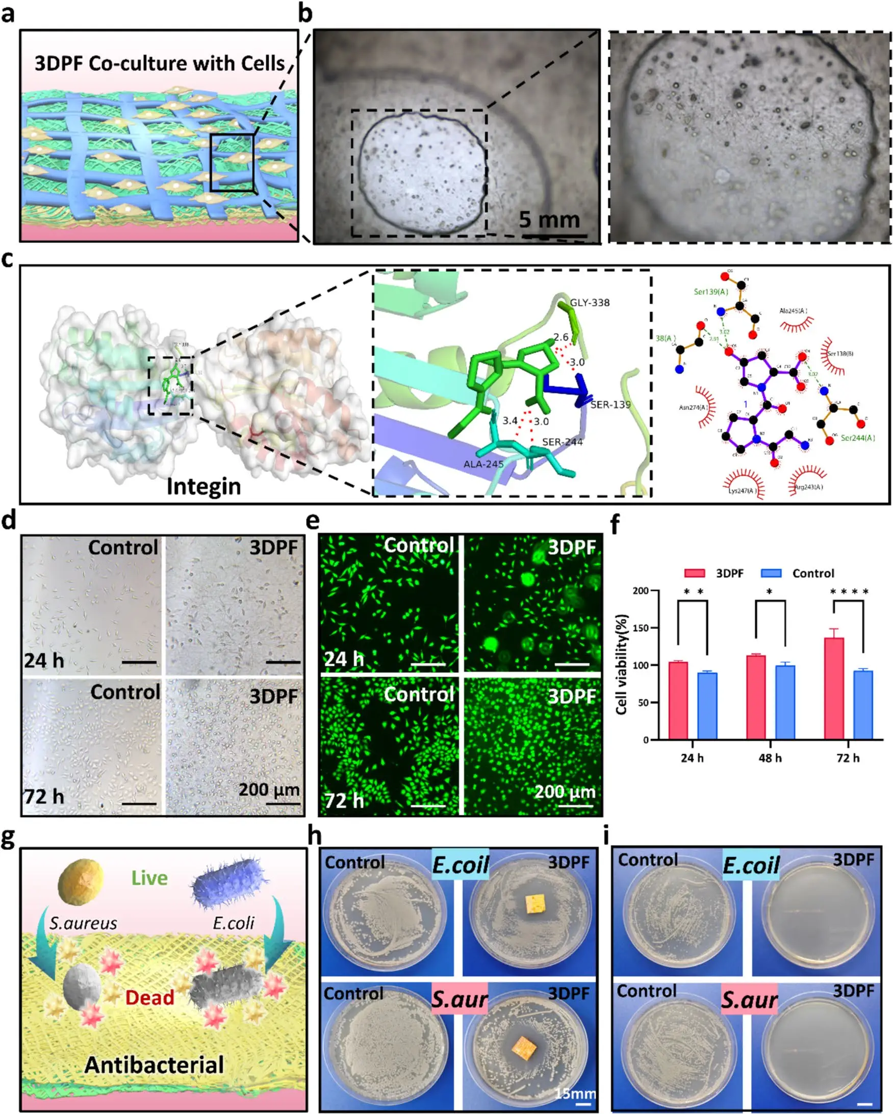 图4： 阐明了3DPF补片的体外生物相容性与抗菌机制。