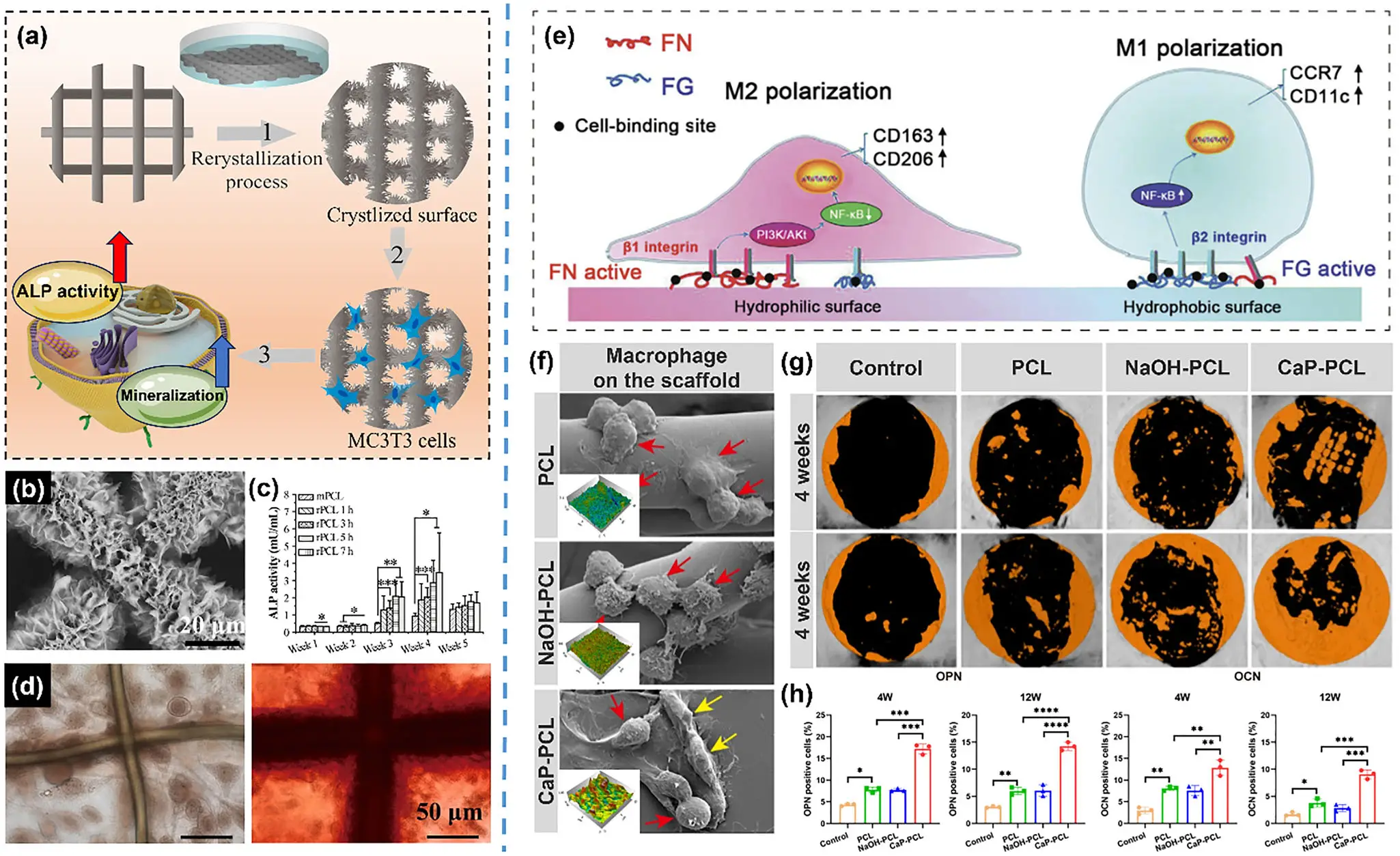 图8:表面再结晶与生物涂层改性