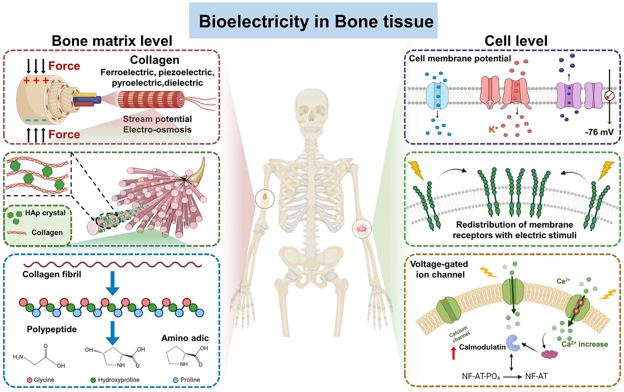 图15:多细胞几何分区与功能协同