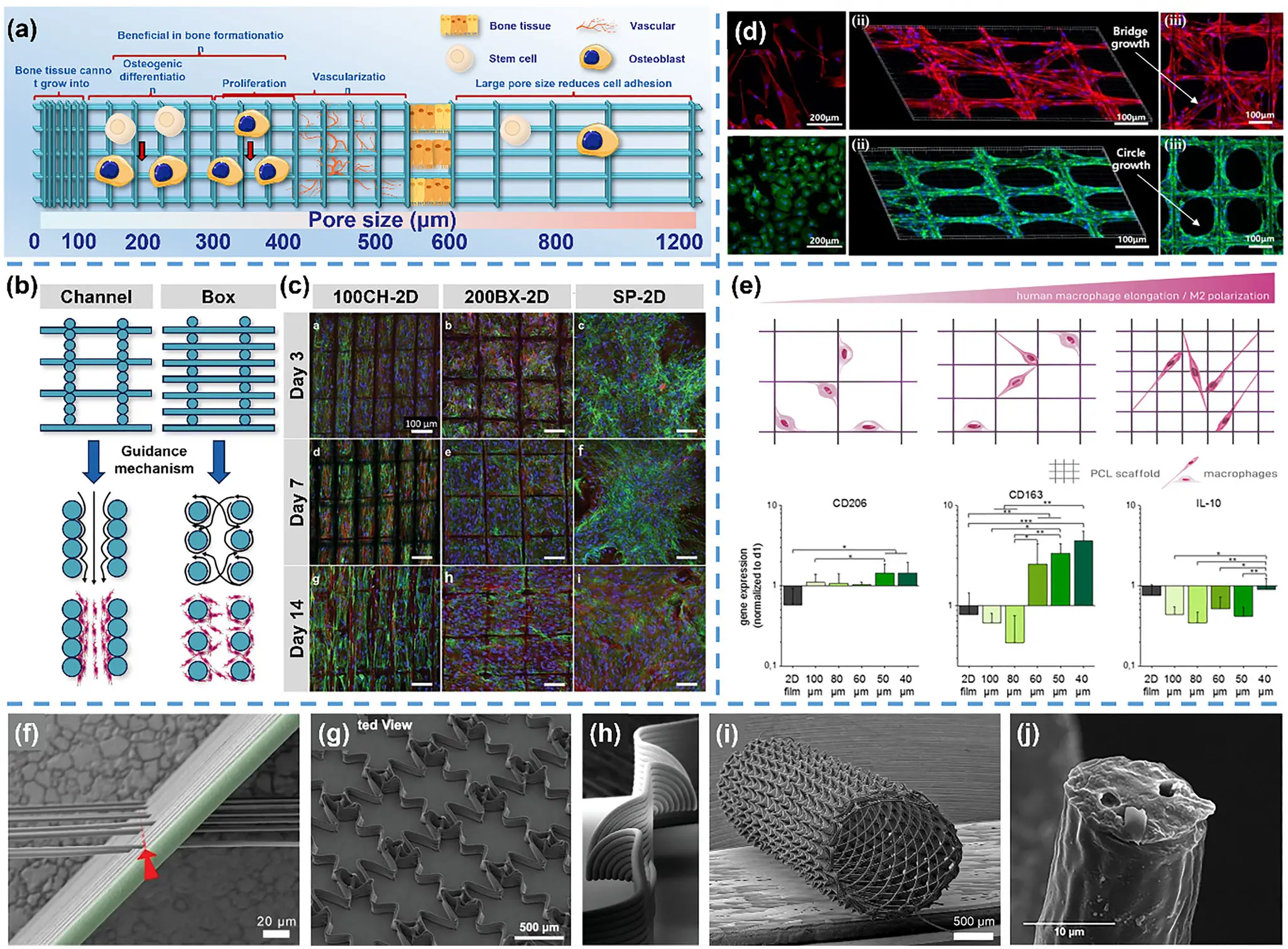 图10:纤维取向结构的导向修复效果