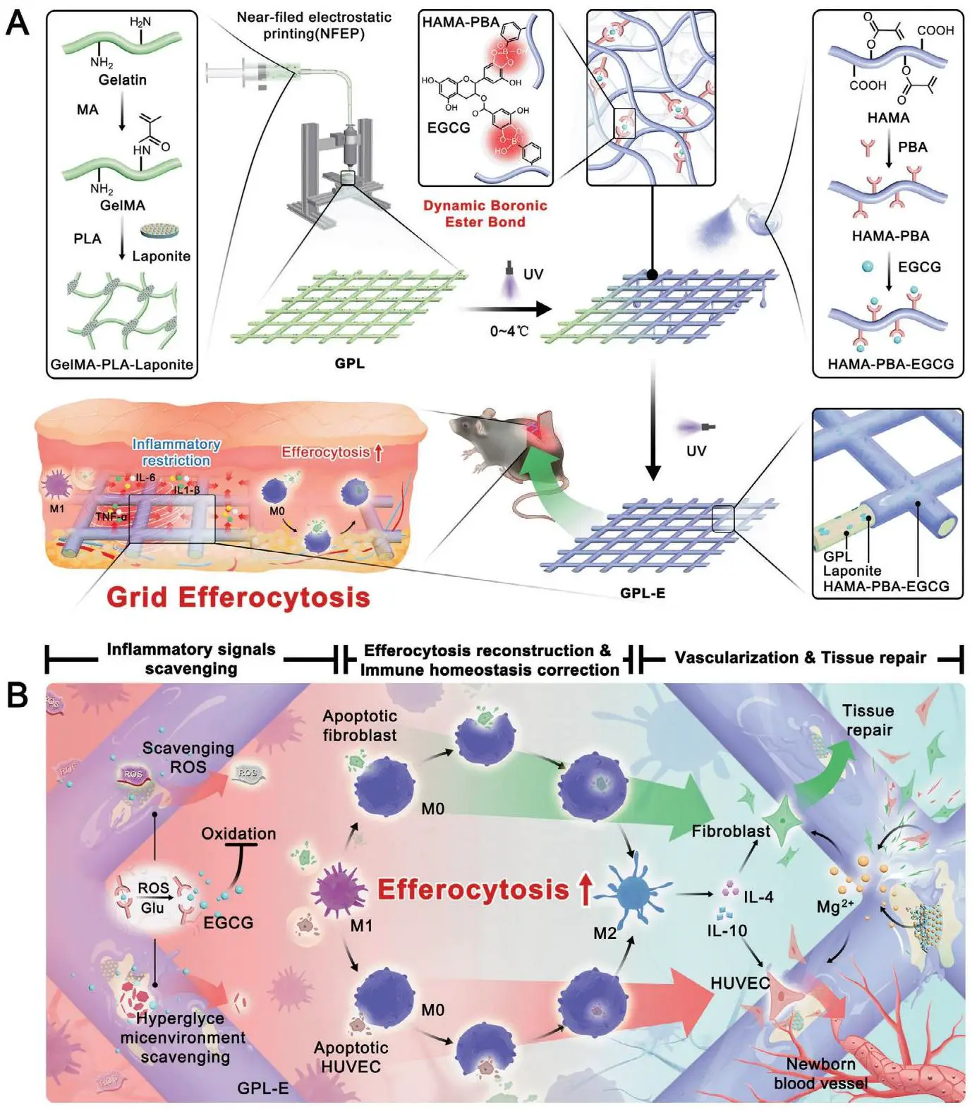 Adv Funct Materials - 2024 - Li - Grid Efferocytosis via Near‐Field Electrostat_02